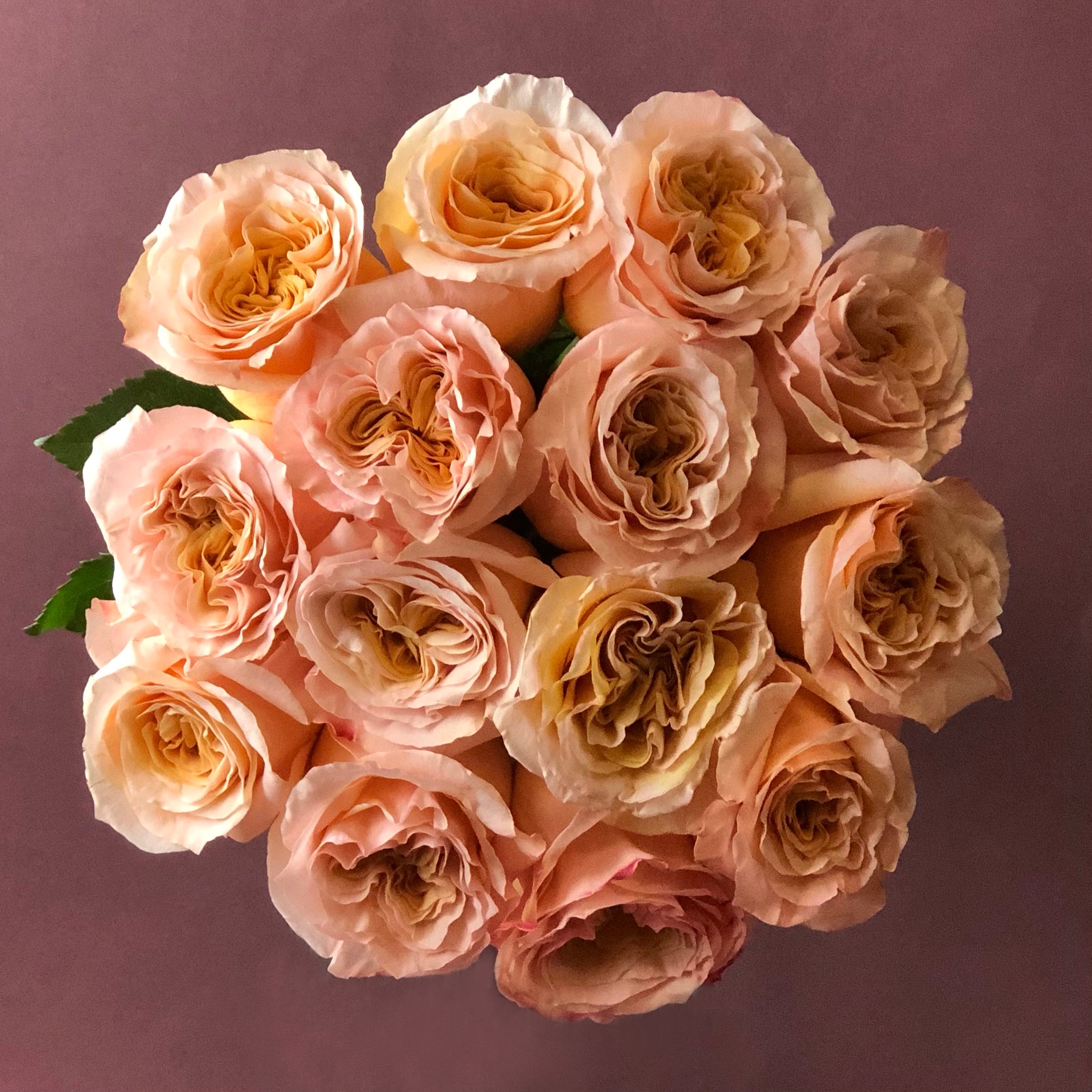 How do you take care of fresh cut roses?