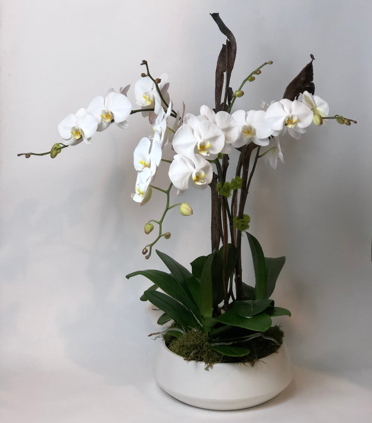 Orchidée Signature Ph3