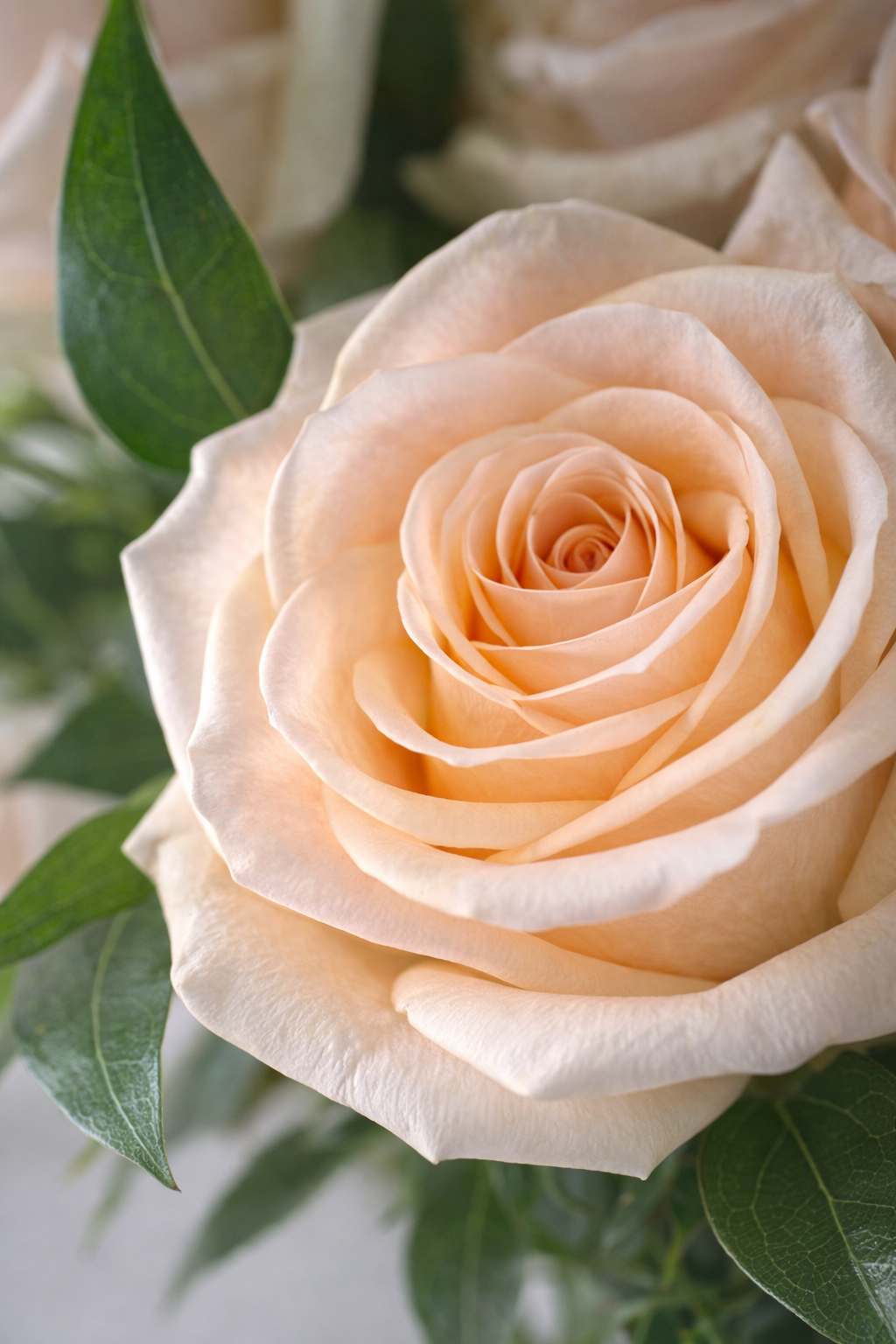 Macro close-up of peach rose petals and foliage showing delicate texture, soft translucency, and refined botanical detail.
