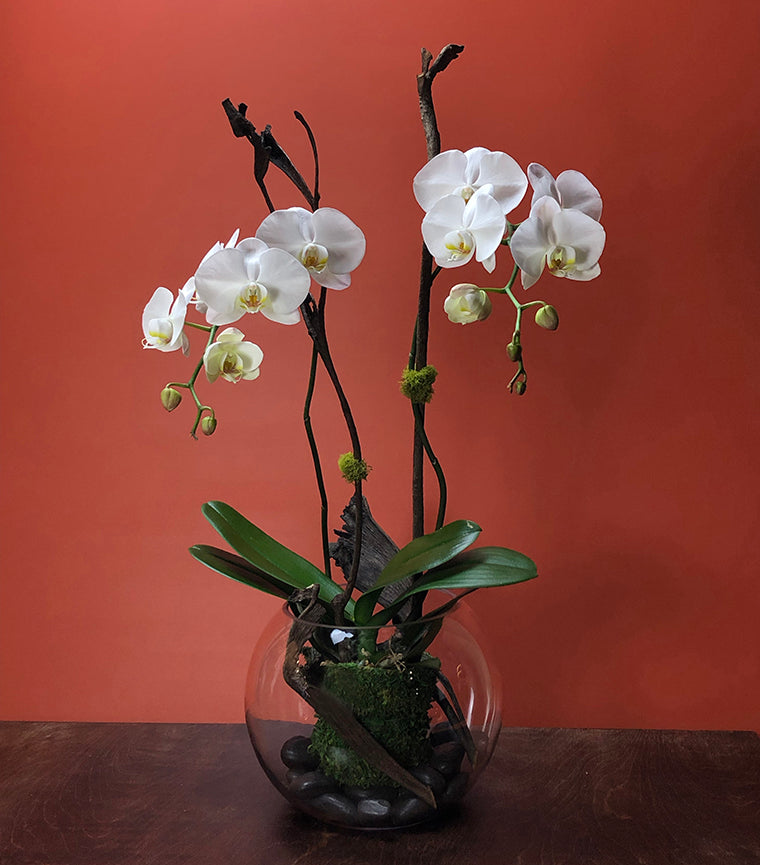 Vase pour plantes à orchidées Pv1