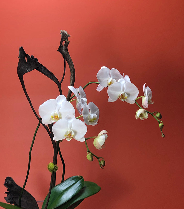 Vase pour plantes à orchidées Pv1