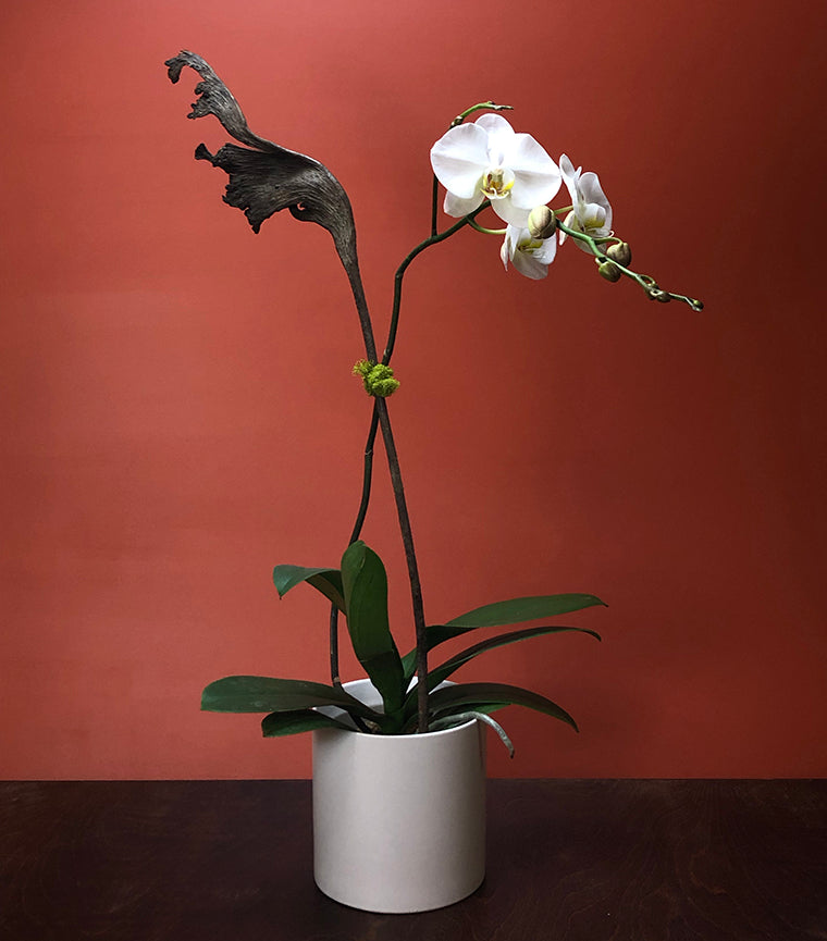 Orchid Plant Ph1