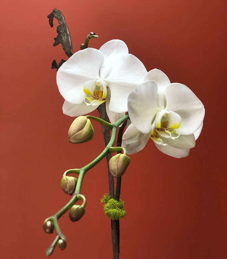 Orchid Plant Ph1 - orchid plant - Pointe Claire flower delivery