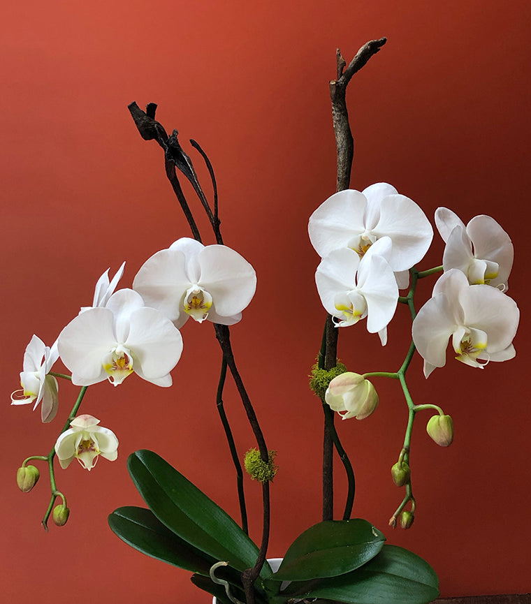 Orchid Plant Ph1 - two stems orchid plant in ceramic white pot - Montreal flower delivery