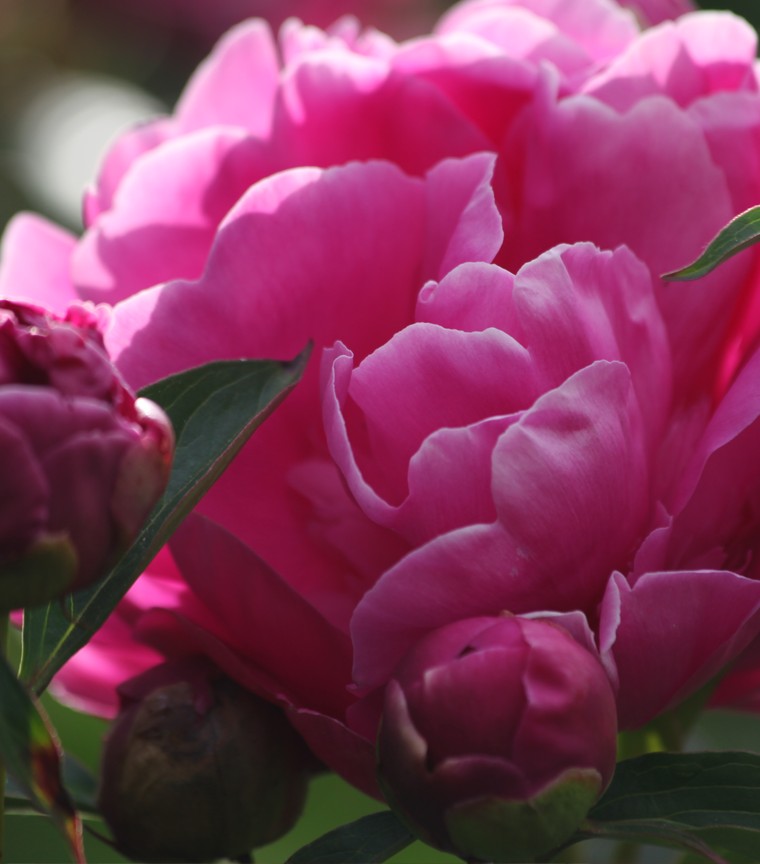 Bouquet de pivoines