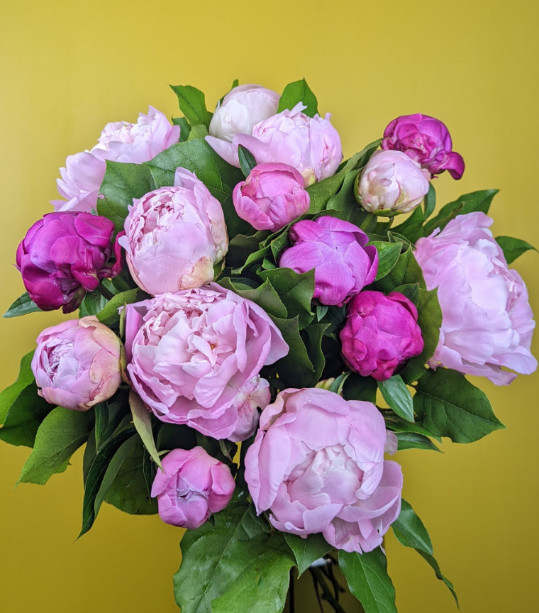 Bouquet de pivoines