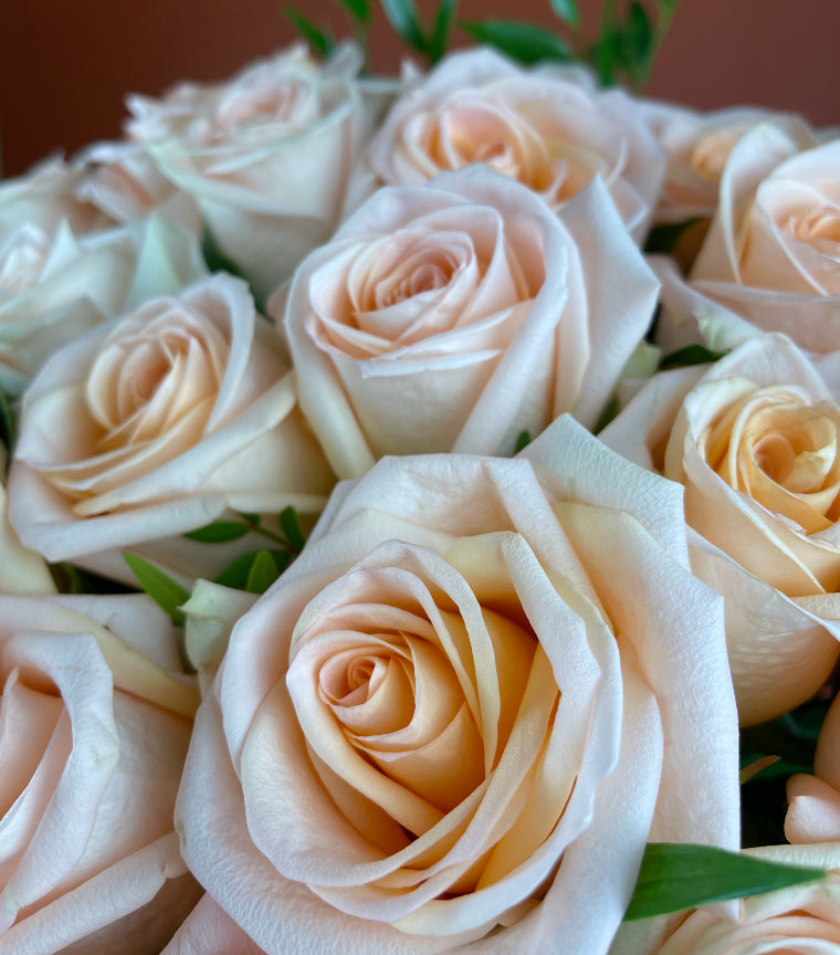 12 Peach Roses