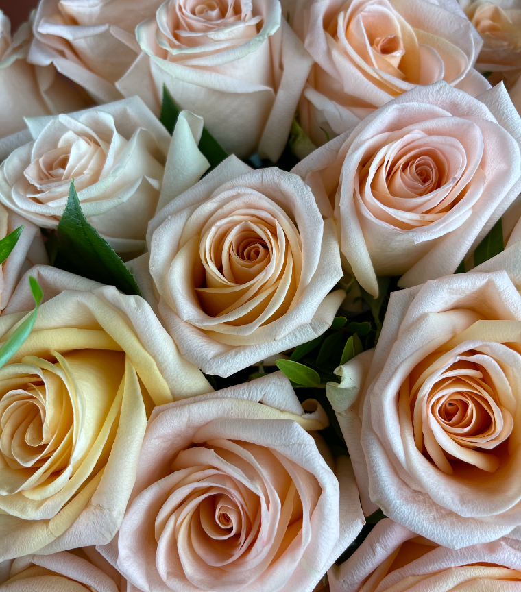 AY ピーチローズ 12 Peach Roses | Premium Roses Montreal