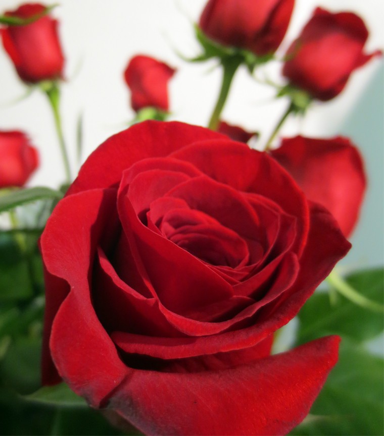 Boite Saint Valentin 12 roses rouges courtes