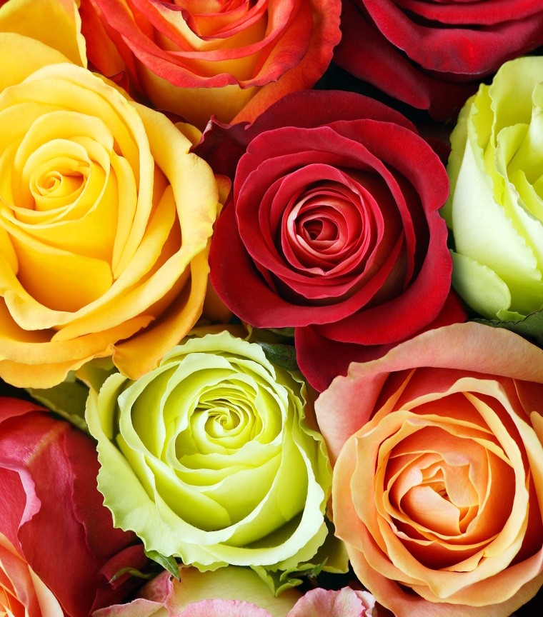 Bouquet de roses de 12 couleurs