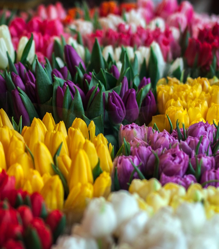 Bouquet de tulipes