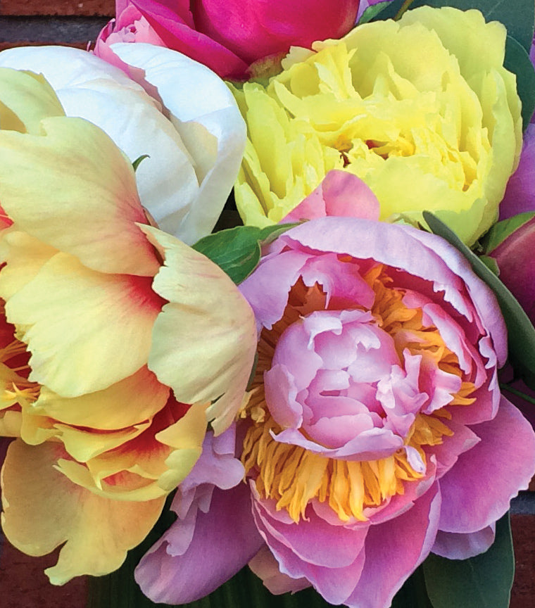 Bouquet de pivoines avec vase