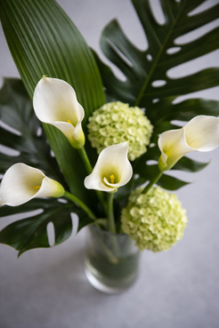 Botanical close-up of white calla lilies and pale green hydrangeas with glossy monstera foliage, captured with shallow depth of field for a chic luxury flowers Montreal presentation.