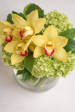 Botanical close-up of yellow cymbidium orchids with red and cream centers nestled into pale green hydrangeas, showing petal translucency and fine foliage texture in a polished premium bouquet Montreal detail shot.