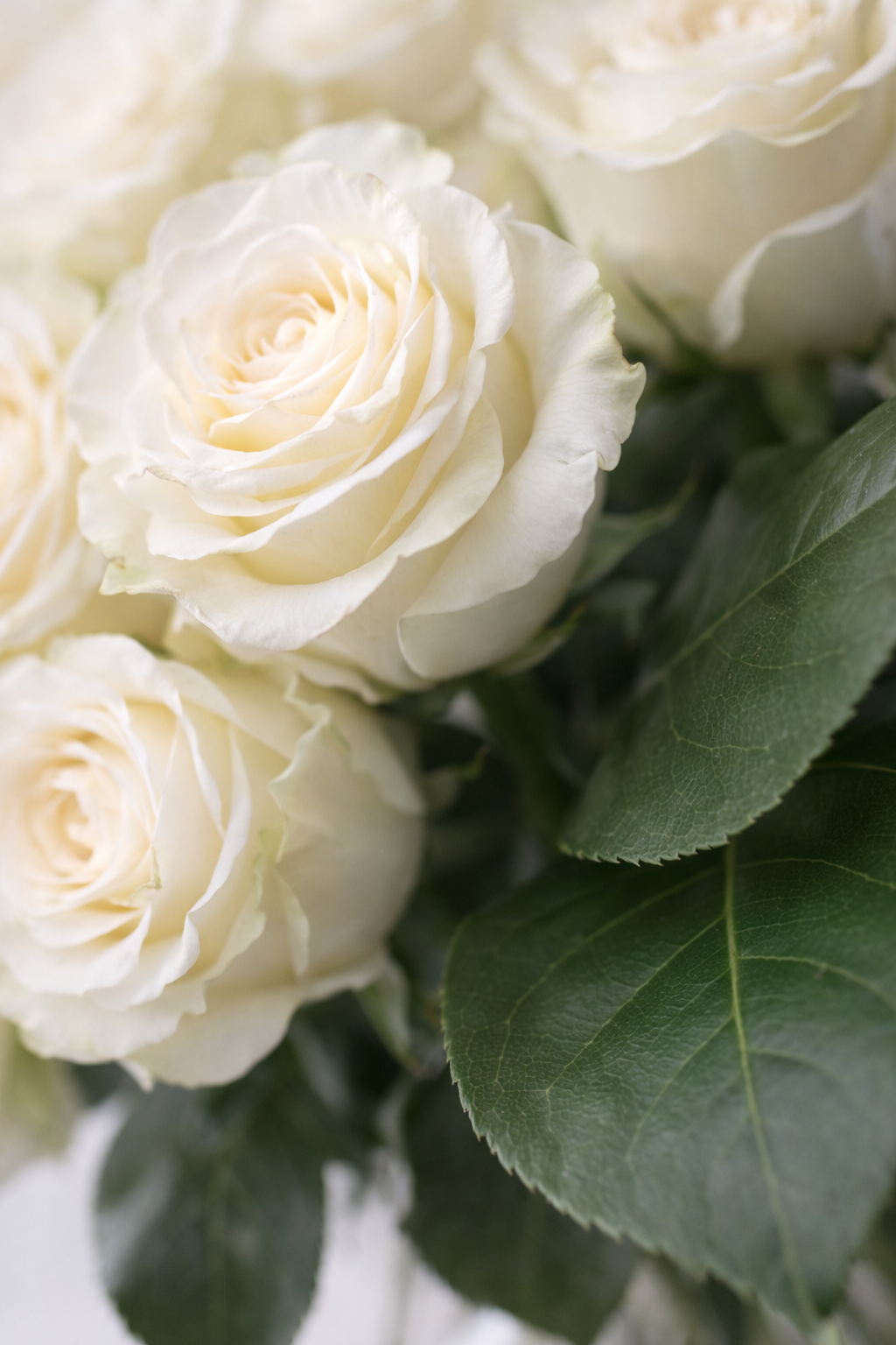 Botanical close-up of luxury white roses bouquet with visible petal texture and leaf veins, Montreal luxury florist