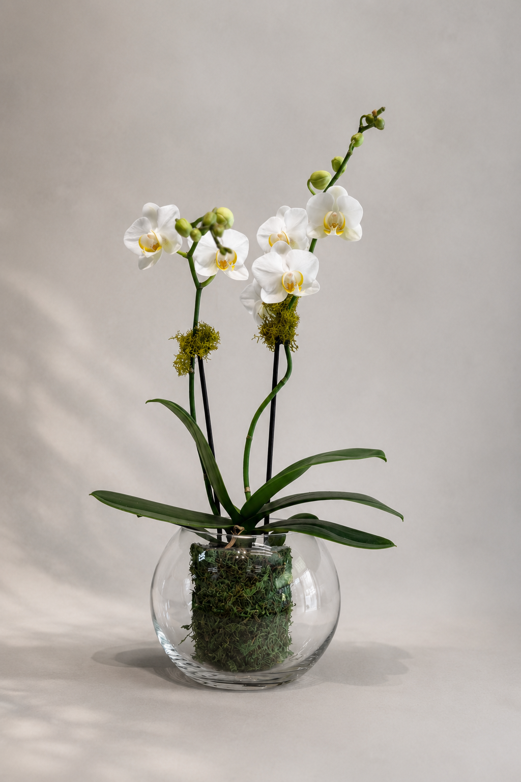 Two-stem white Phalaenopsis orchid arrangement in a clear glass bowl vase with moss, styled as a refined floral arrangement by a luxury florist in Montreal.