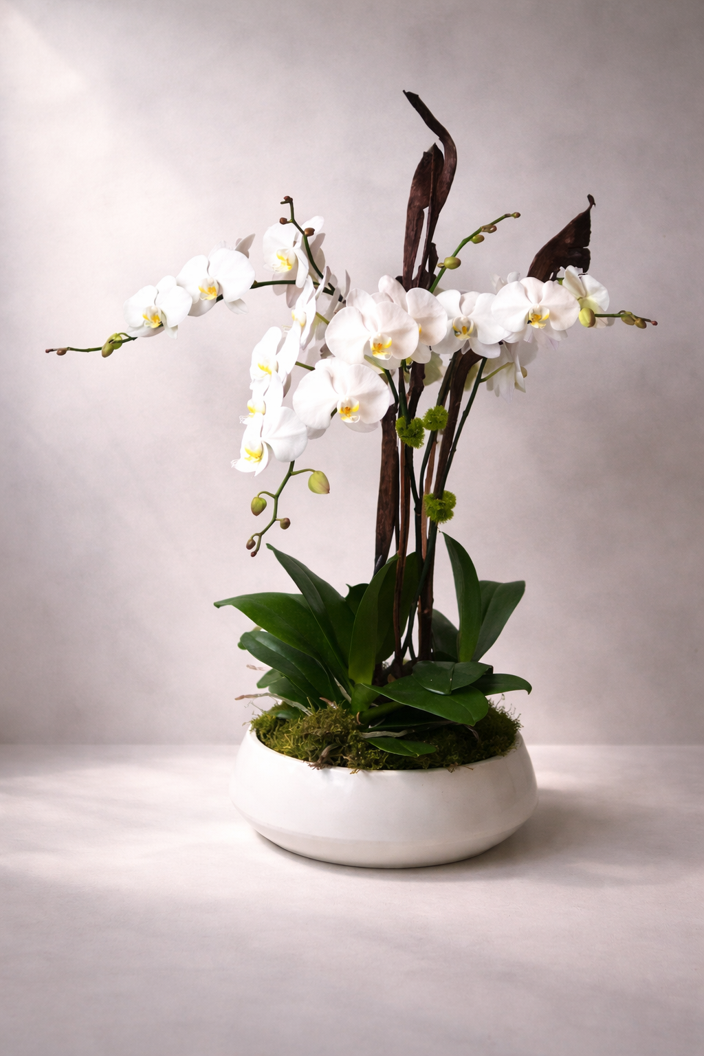 Signature Orchid Ph3 - orchid plant in ceramic white pot, Montreal flower delivery - Luxury