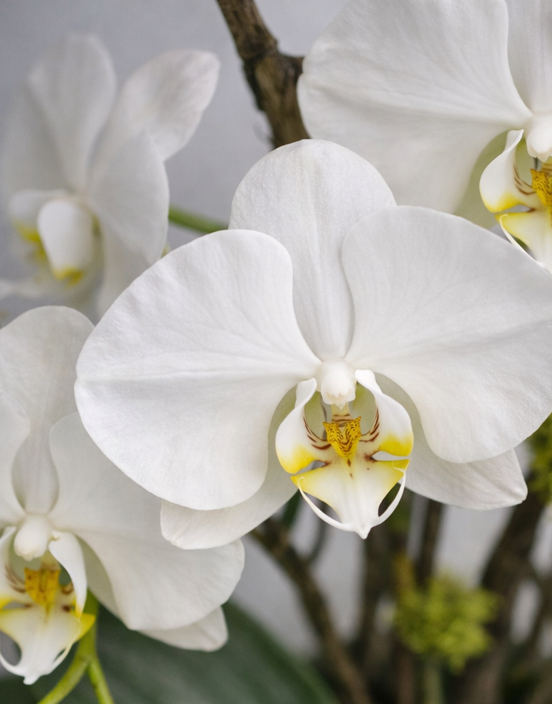 Elegant orchids from a Montreal florist available for local flower delivery in Montreal