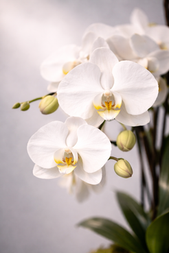 orchids westmount