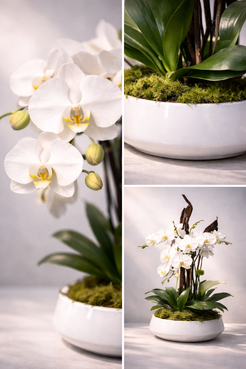 Signature Orchid Ph3 - orchid plant in ceramic white pot, Montreal flower delivery