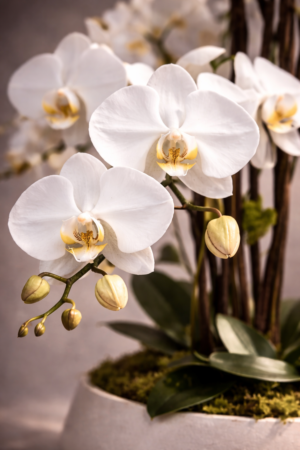 Signature Orchid Ph3 - white orchid plant in ceramic white pot, Montreal flower delivery