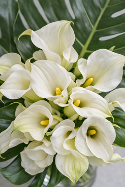 Botanical close-up of white calla lilies with visible petal translucency and green monstera leaves, luxury floral design in Montreal