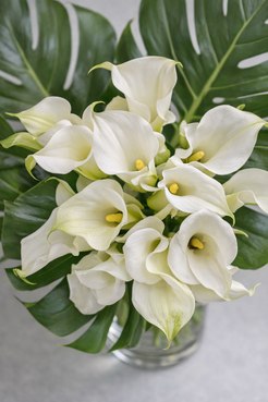 Top view of a white calla lily bouquet with lush monstera foliage, showing elegant petal texture and refined botanical detail, Montreal florist