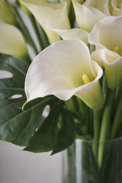 Close-up white calla lily bloom with visible petal texture and foliage, luxury floral detail by Montreal florist.