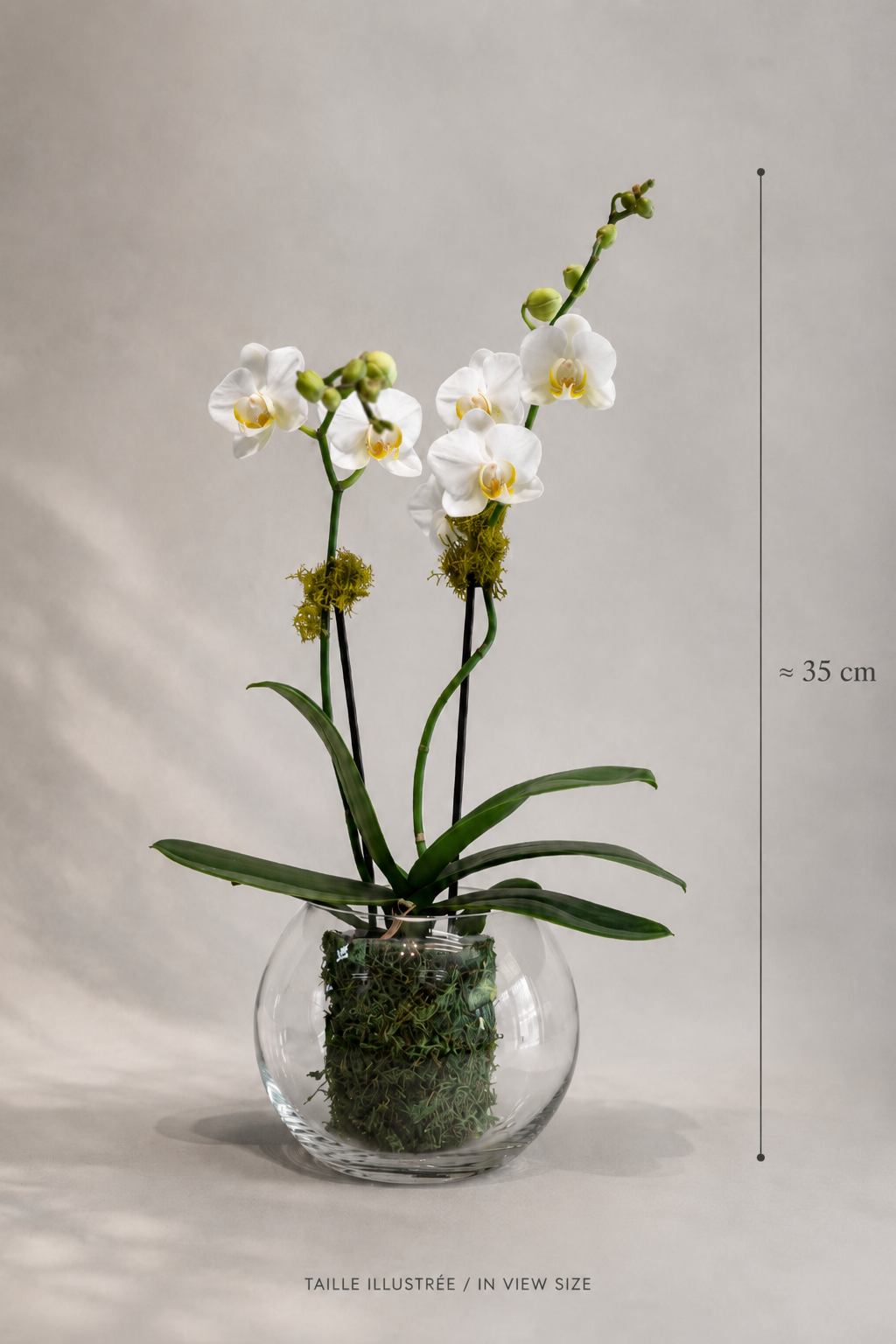 Size reference image of a small two-stem white orchid arrangement in a clear glass bowl vase, approximately 35 cm tall, for premium flower delivery in Montreal.