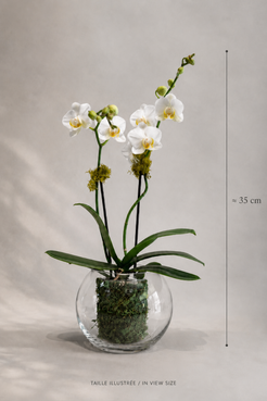 Size reference image of a small two-stem white orchid arrangement in a clear glass bowl vase, approximately 35 cm tall, for premium flower delivery in Montreal.