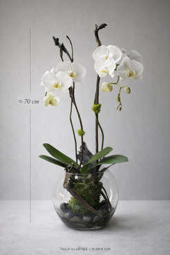 White Phalaenopsis orchid arrangement in a transparent glass vase shown with an approximate 70 cm size reference, featuring glossy green foliage, moss and natural branch accents for a premium bouquet Montreal presentation
