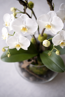 Top view of a white Phalaenopsis orchid floral arrangement with soft green buds, broad glossy leaves and a clear glass vase, styled as luxury flowers Montreal with elegant botanical detail.