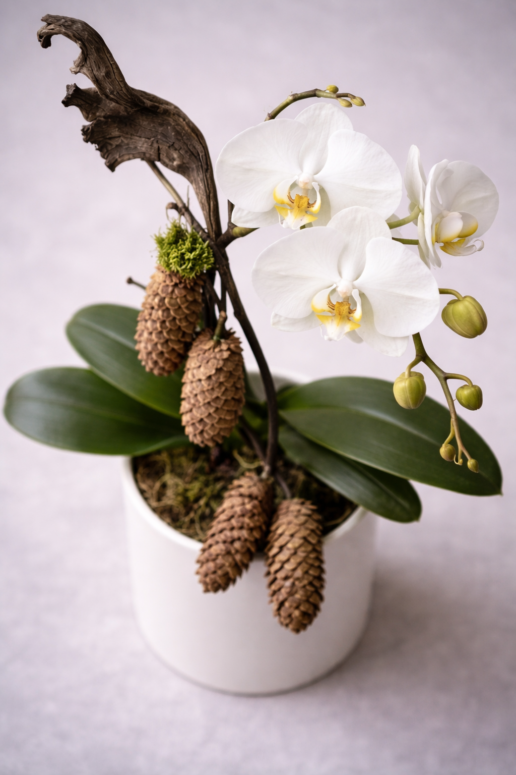 white orchid plant with a white pot. Winter season with pine cone for a delivery to Montreal