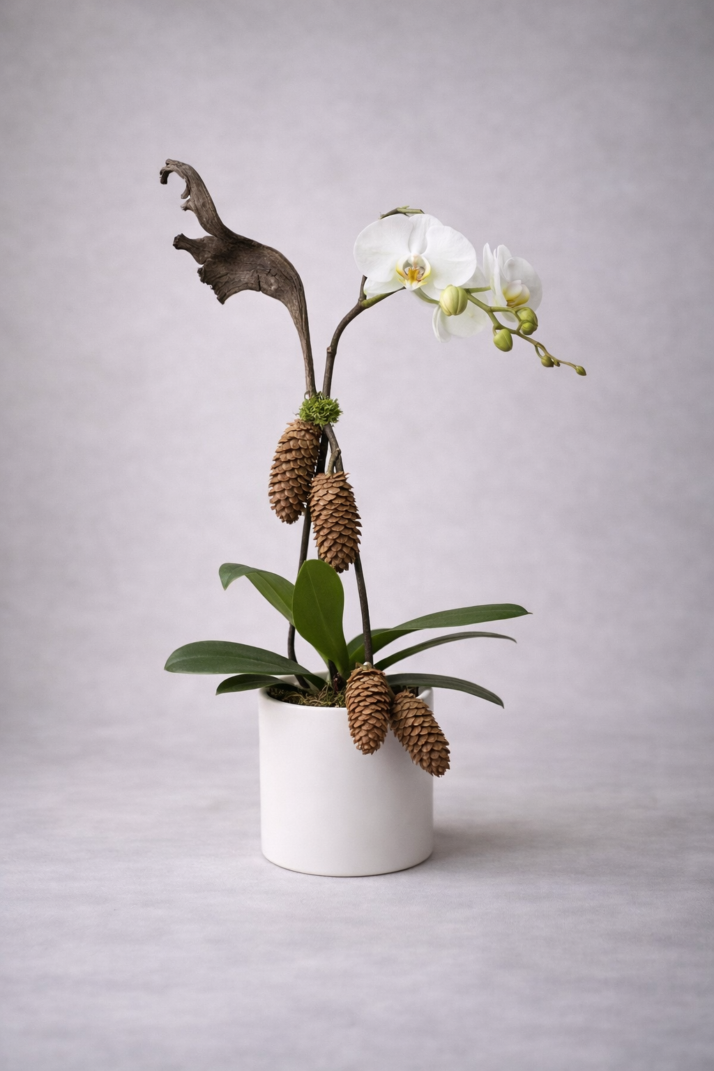 white orchid plant with a white pot. Winter season with pine cone in Montreal