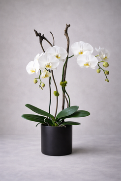 White Phalaenopsis orchid arrangement in a matte black ceramic pot, photographed front-facing with soft editorial symmetry and sculptural branches for a refined luxury florist Montreal product image