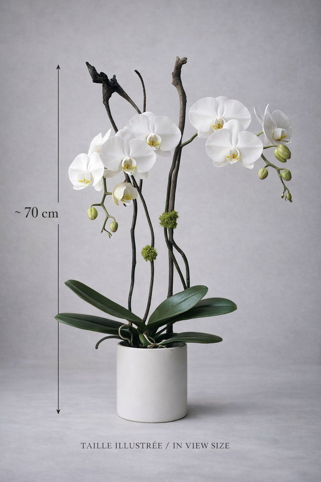 White Phalaenopsis orchid in a matte white ceramic pot shown with an approximate 70 cm size reference, styled for an elegant flower delivery Montreal product page