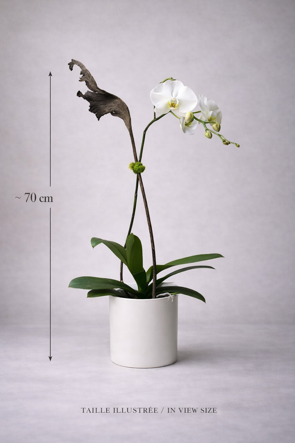 Editorial detail of white Phalaenopsis orchid blooms and rounded buds with natural softness and refined botanical texture, designed for a premium bouquet Montreal product image.