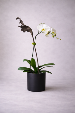 White Phalaenopsis orchid arrangement with sculptural branches and glossy green foliage in a matte black ceramic pot, photographed front-facing for a polished luxury florist Montreal presentation