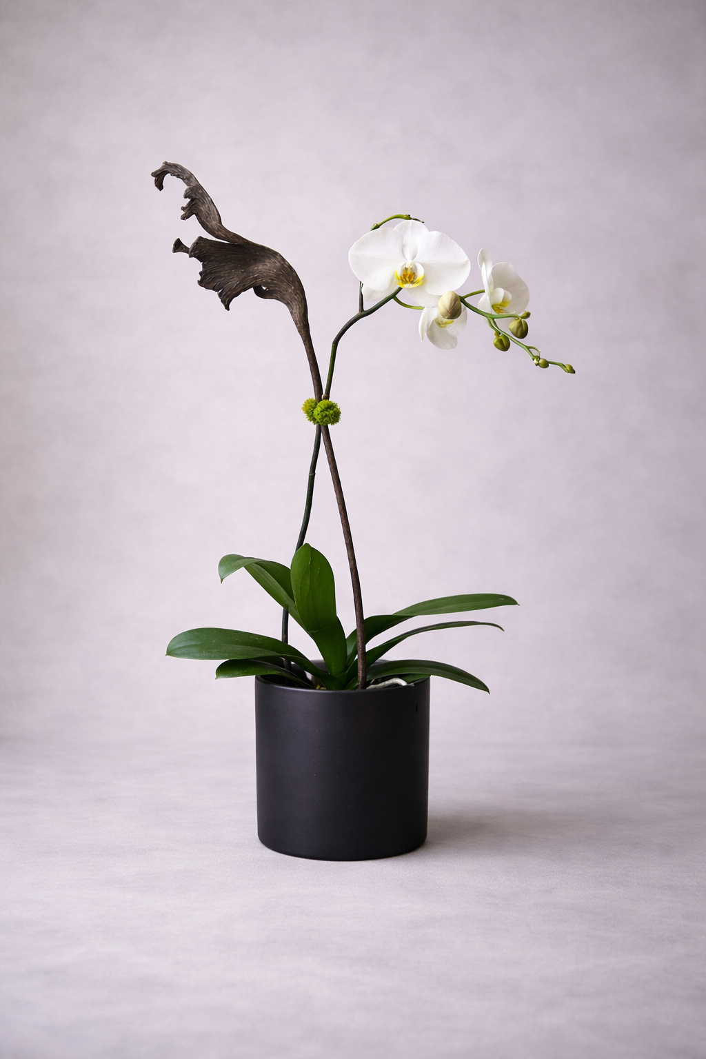White Phalaenopsis orchid arrangement with sculptural branches and glossy green foliage in a matte black ceramic pot, photographed front-facing for a polished luxury florist Montreal presentation
