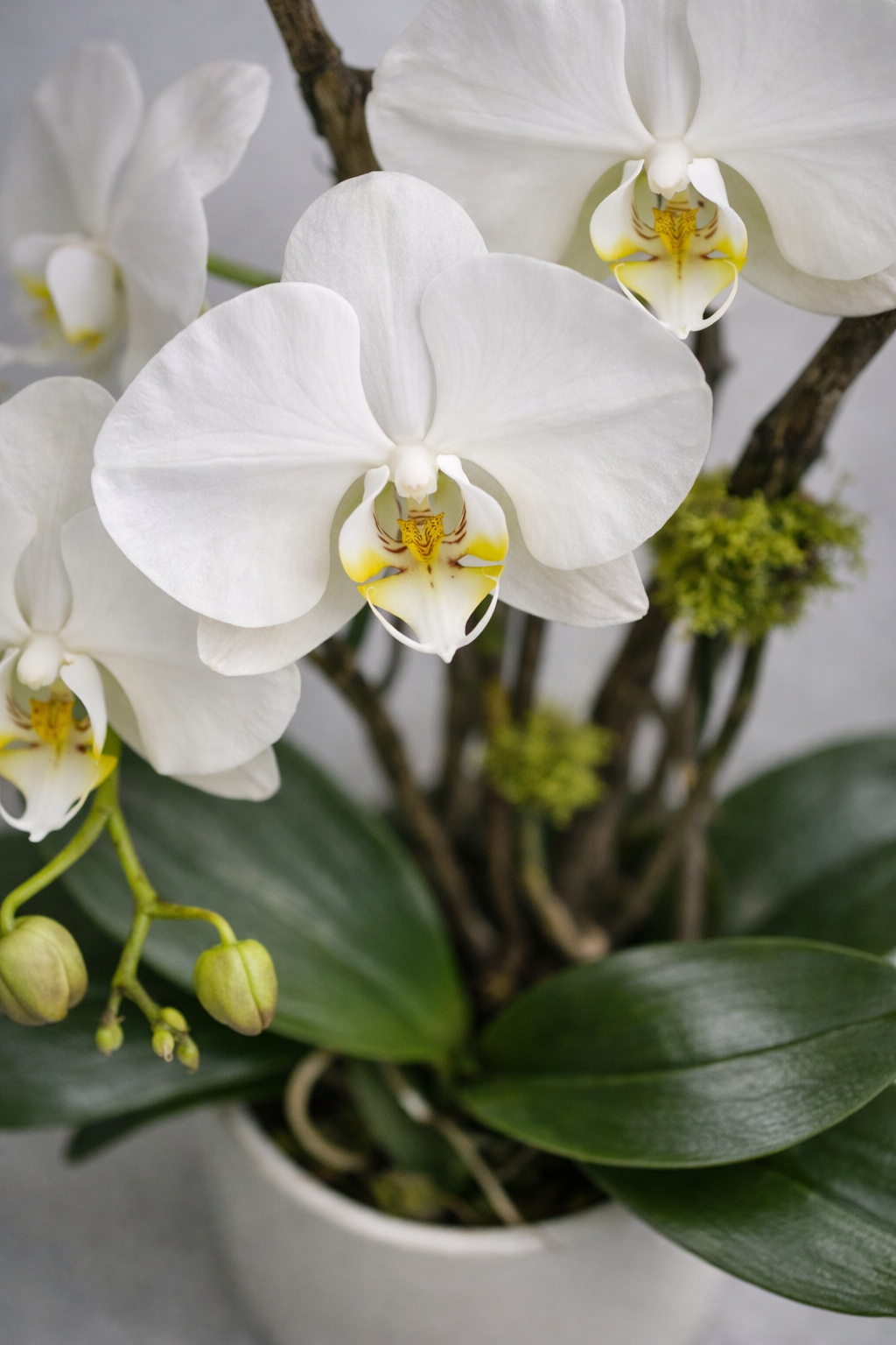 Botanical close-up of white Phalaenopsis orchid blooms with delicate petal translucency, soft yellow centers, unopened buds, and deep green foliage, photographed with elegant shallow depth of field for luxury flowers Montreal.