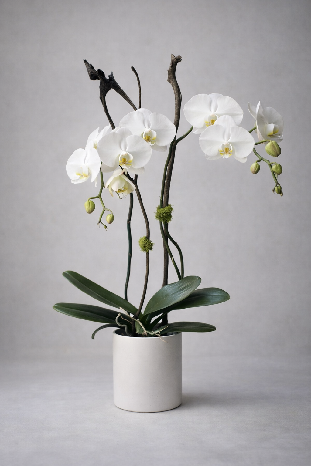 White Phalaenopsis orchid arrangement in a matte white ceramic pot, photographed front-facing with soft editorial symmetry and sculptural branches for a refined luxury florist Montreal product image