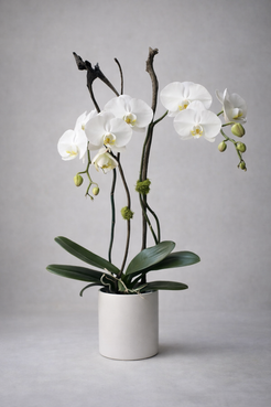 White Phalaenopsis orchid arrangement in a matte white ceramic pot, photographed front-facing with soft editorial symmetry and sculptural branches for a refined luxury florist Montreal product image