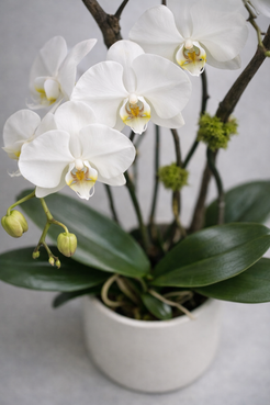 Top view of a white Phalaenopsis orchid with open blooms, soft green buds, glossy foliage, and visible leaf veins in a matte white ceramic pot, captured in a refined floral arrangement Montreal style.