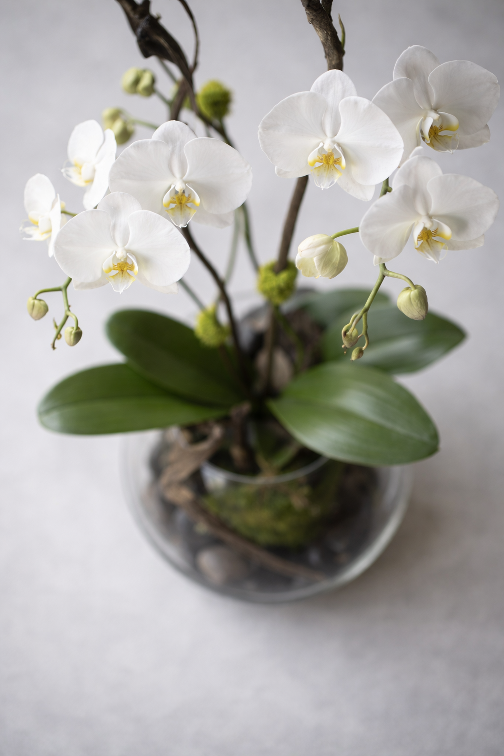 Botanical close-up of white Phalaenopsis blooms with delicate petal translucency, pale yellow centers, green buds and blurred foliage, capturing a luxury florist Montreal aesthetic with fine floral detail.