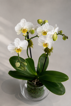 Small two-stem white orchid arrangement in a clear glass bowl vase styled on a neutral contemporary coffee table, a refined floral accent from a luxury florist in Montreal.