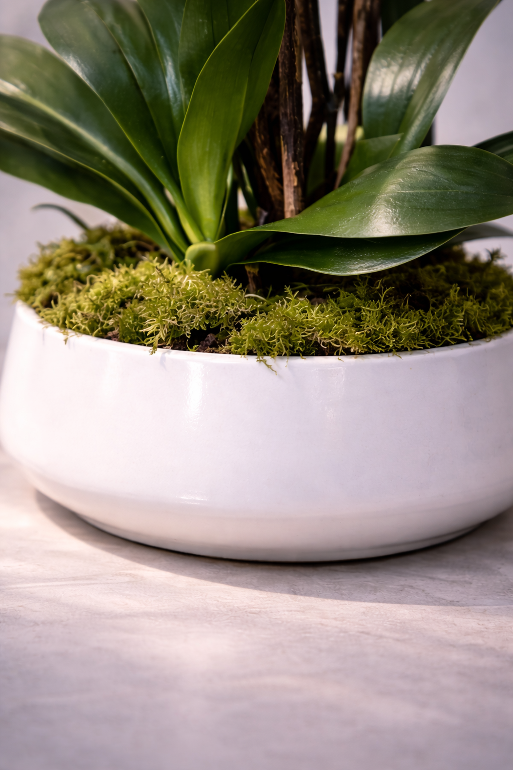 orchids westmount delivery