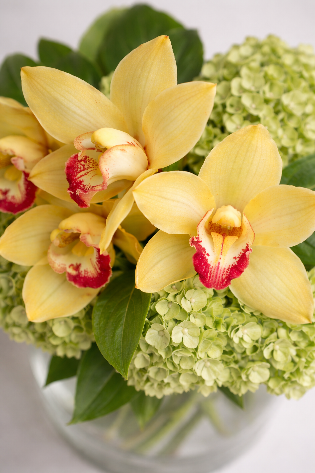 Top view of yellow cymbidium blooms and fresh green hydrangeas with visible foliage in a clear vase, captured with soft depth of field and natural botanical detail for luxury flowers Montreal.