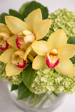 Top view of yellow cymbidium blooms and fresh green hydrangeas with visible foliage in a clear vase, captured with soft depth of field and natural botanical detail for luxury flowers Montreal.