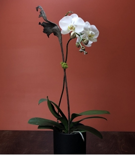 ORCHID PLANT PH1