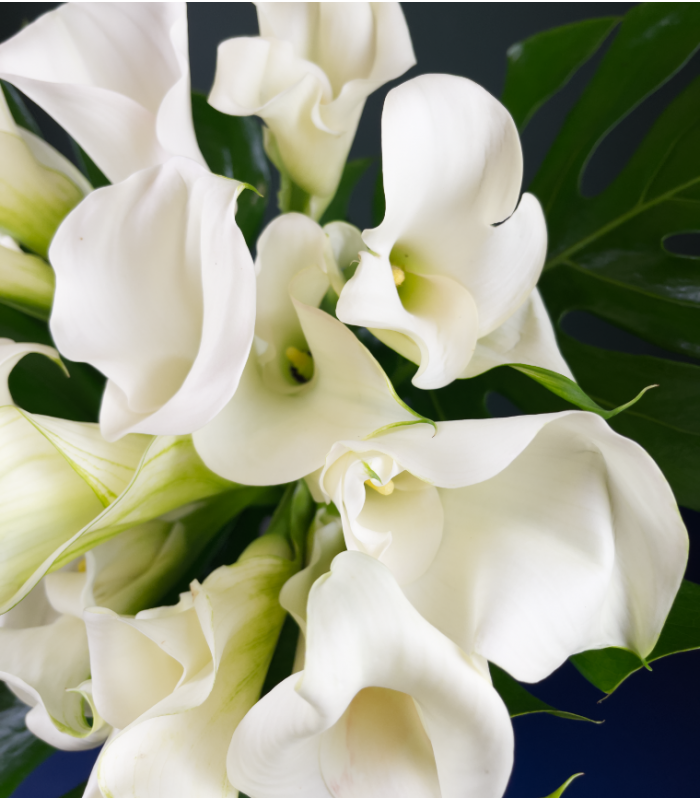 Endless Elegance Calla Lily Bouquet – Beaudry Flowers